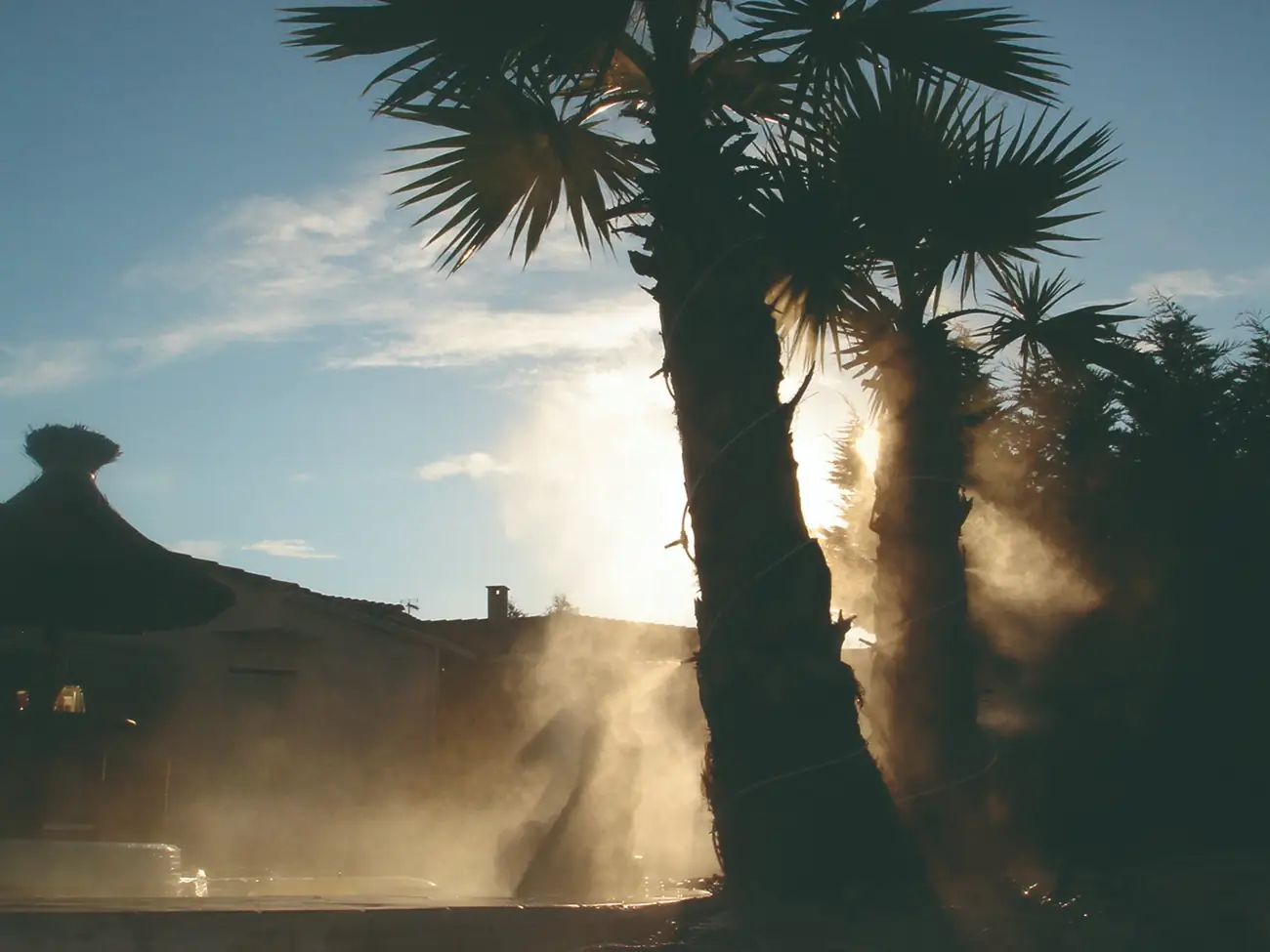 Brume à contre-jour entre des palmiers, au coucher du soleil